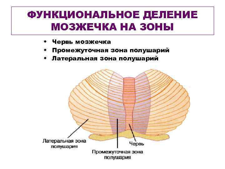 ФУНКЦИОНАЛЬНОЕ ДЕЛЕНИЕ МОЗЖЕЧКА НА ЗОНЫ • Червь мозжечка • Промежуточная зона полушарий • Латеральная