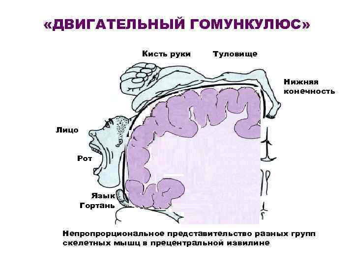  «ДВИГАТЕЛЬНЫЙ ГОМУНКУЛЮС» Кисть руки Туловище Нижняя конечность Лицо Рот Язык Гортань Непропрорциональное представительство