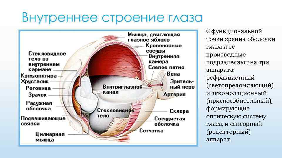Какие функции выполняют следующие структуры глаза. Строение оболочек глазного яблока. Табл строение глазного яблока. Строение глаза. Внутреннее строение глаза.