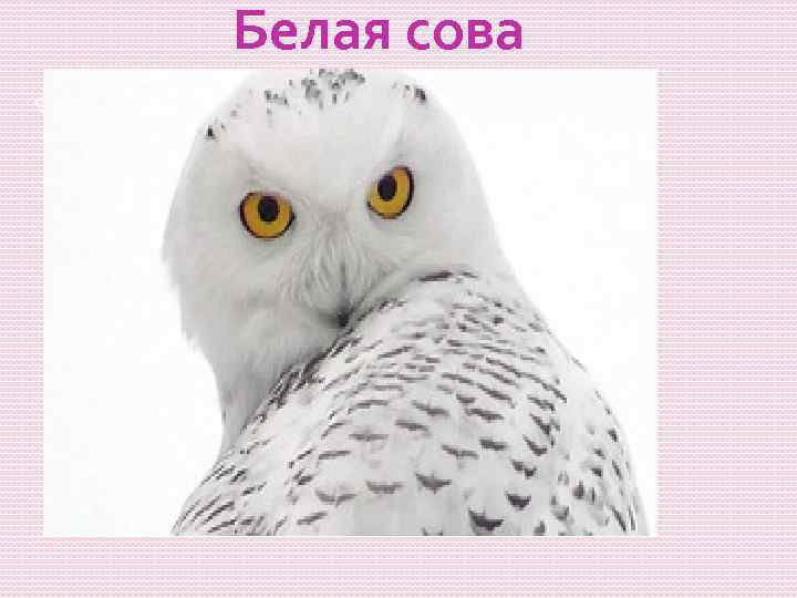 Белая сова 