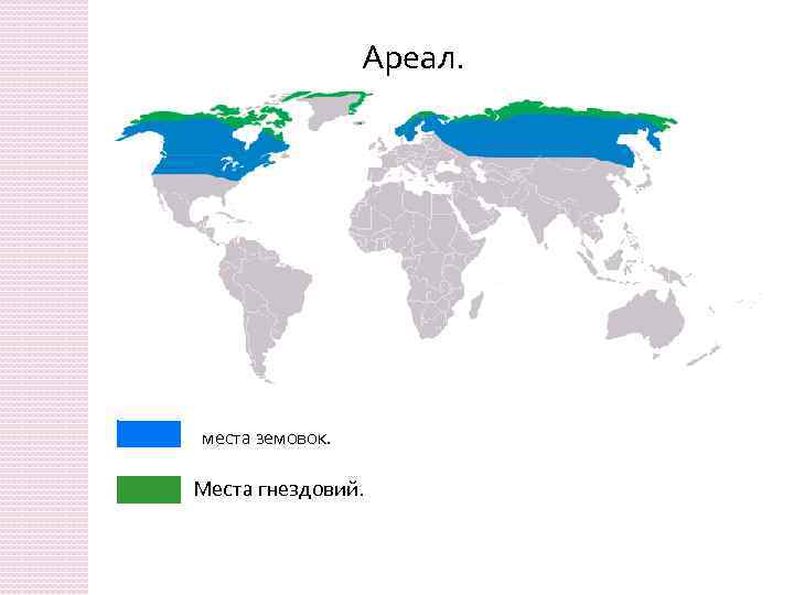 Совы ареал. Ареал обитания сов. Ореол обитания белых сов.