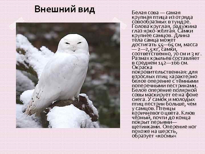 Сообщения бел