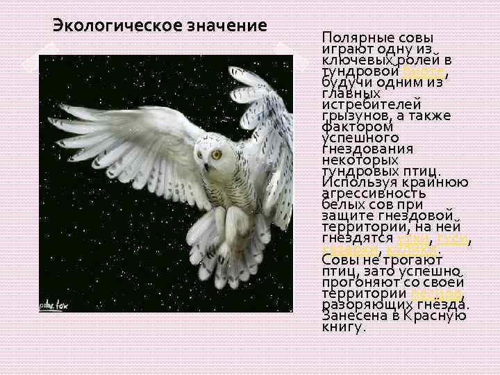 Экологическое значение Полярные совы играют одну из ключевых ролей в тундровой биоте, будучи одним