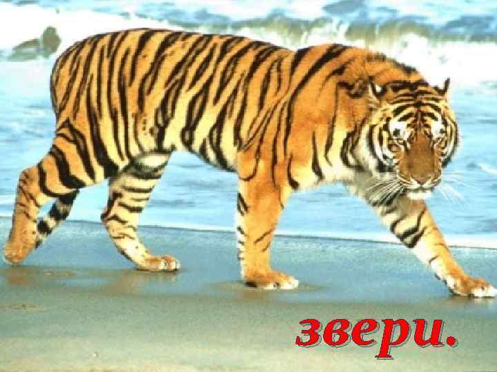 птицы, насекомые, Она покрыта лесами и лугами, морями и реками. Её населяют рыбы, звери.
