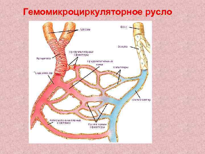 Гемомикроциркуляторное русло 