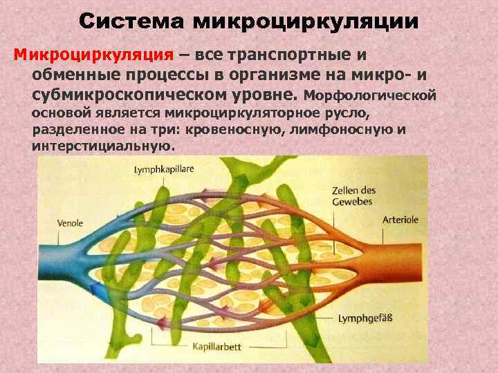 Система микроциркуляции Микроциркуляция – все транспортные и обменные процессы в организме на микро- и