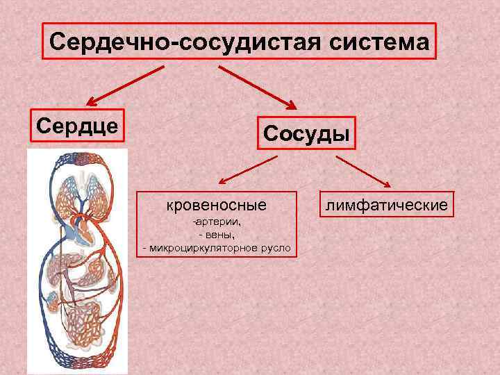 Сердечно-сосудистая система Сердце Сосуды кровеносные -артерии, - вены, - микроциркуляторное русло лимфатические 