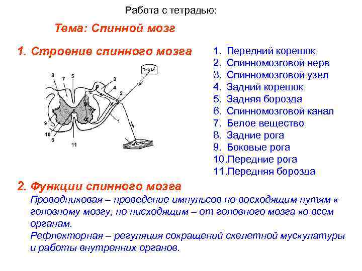Работа с тетрадью: Тема: Спинной мозг 1. Строение спинного мозга 1. Передний корешок 2.