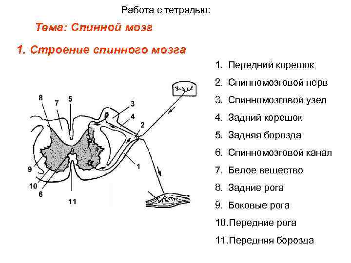 Работа с тетрадью: Тема: Спинной мозг 1. Строение спинного мозга 1. Передний корешок 2.