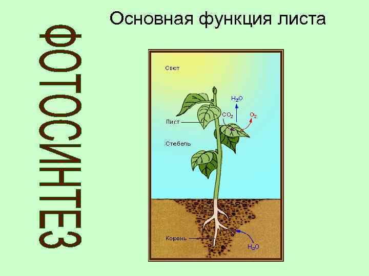 Основная функция листа 