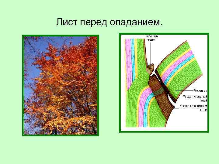 Лист перед опаданием. 
