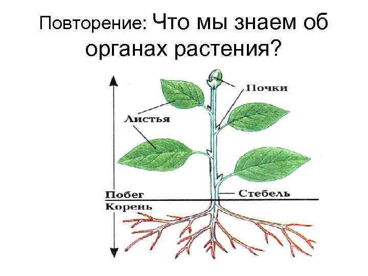 Повторение: Что мы знаем об органах растения? 