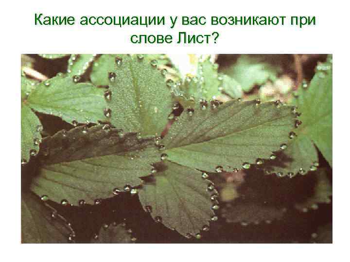 Какие ассоциации у вас возникают при слове Лист? 