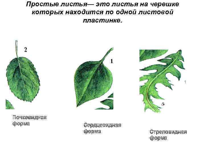 Простые листья— это листья на черешке которых находится по одной листовой пластинке. Почковидная форма