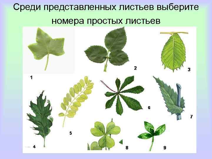 Среди представленных листьев выберите номера простых листьев 