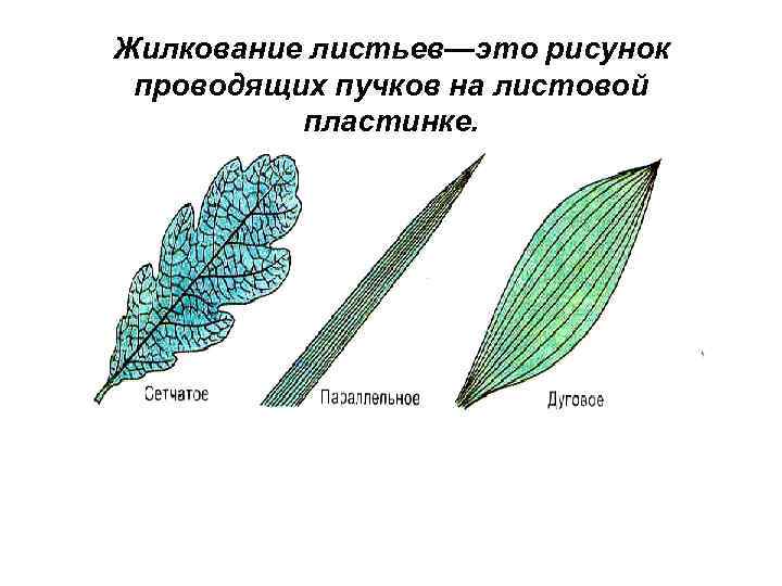 Жилкование листьев—это рисунок проводящих пучков на листовой пластинке. 