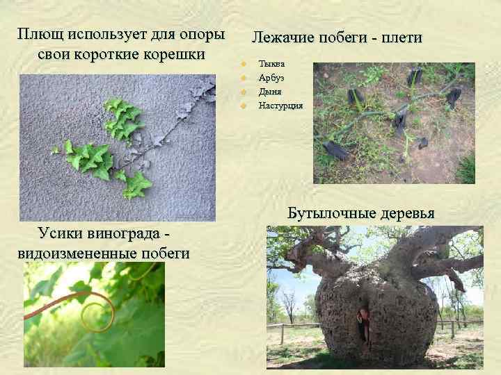 Плющ использует для опоры свои короткие корешки Лежачие побеги - плети u u Тыква