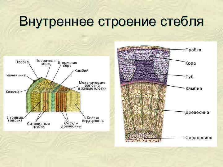 Внутреннее строение стебля 