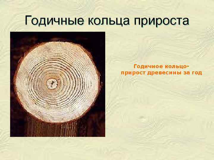 Годичные кольца прироста Годичное кольцоприрост древесины за год 