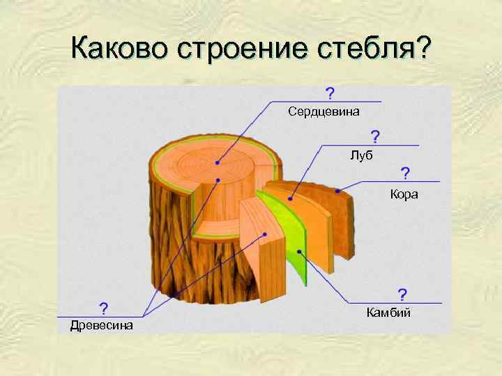 Каково строение стебля? Сердцевина Луб Кора Древесина Камбий 