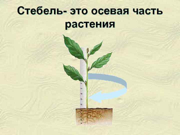 Стебель- это осевая часть растения 