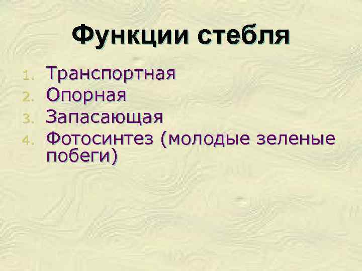 Функции стебля 1. 2. 3. 4. Транспортная Опорная Запасающая Фотосинтез (молодые зеленые побеги) 