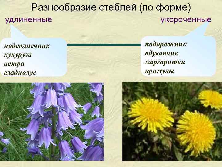 Разнообразие стеблей (по форме) удлиненные подсолнечник кукуруза астра гладиолус укороченные подорожник одуванчик маргаритки примулы