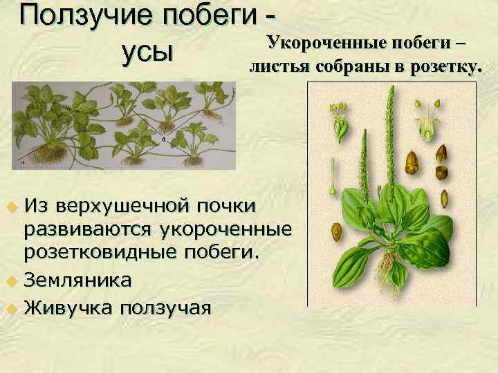 Ползучие побеги Укороченные побеги – усы листья собраны в розетку. Из верхушечной почки развиваются