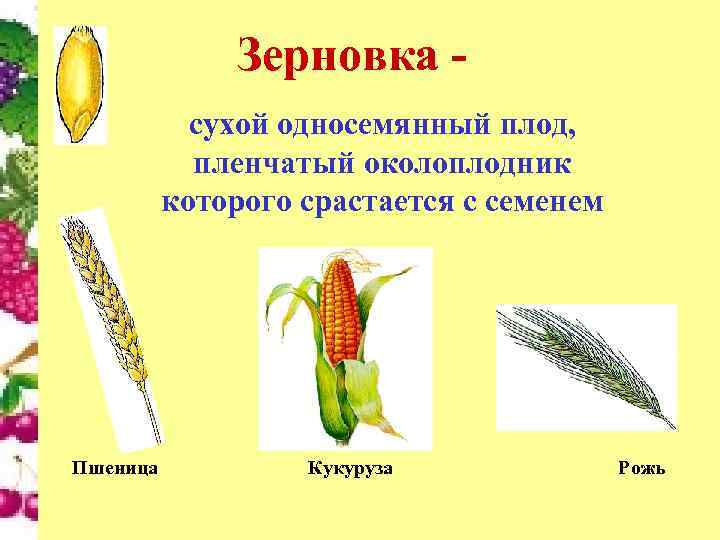 Зерновка сухой односемянный плод, пленчатый околоплодник которого срастается с семенем Пшеница Кукуруза Рожь 