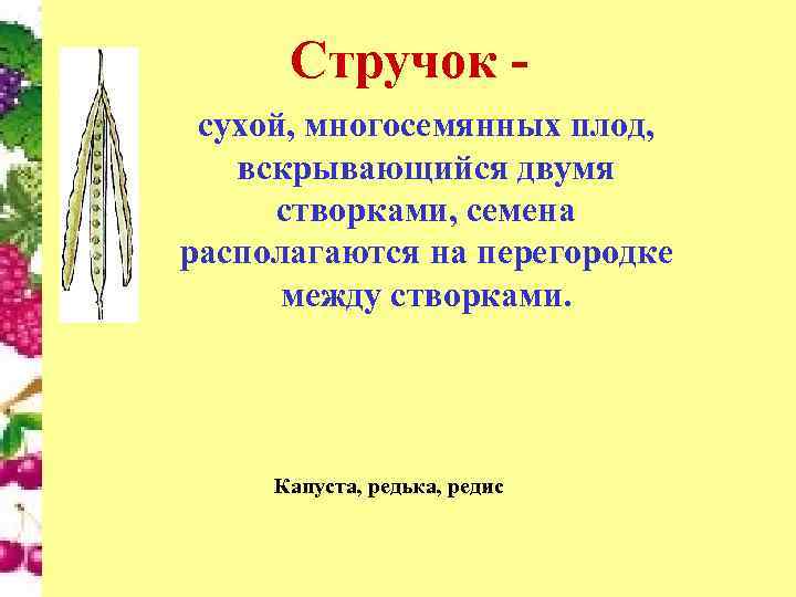 Стручок сухой, многосемянных плод, вскрывающийся двумя створками, семена располагаются на перегородке между створками. Капуста,