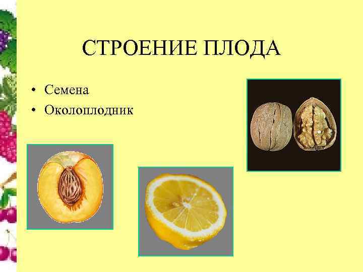 СТРОЕНИЕ ПЛОДА • Семена • Околоплодник 