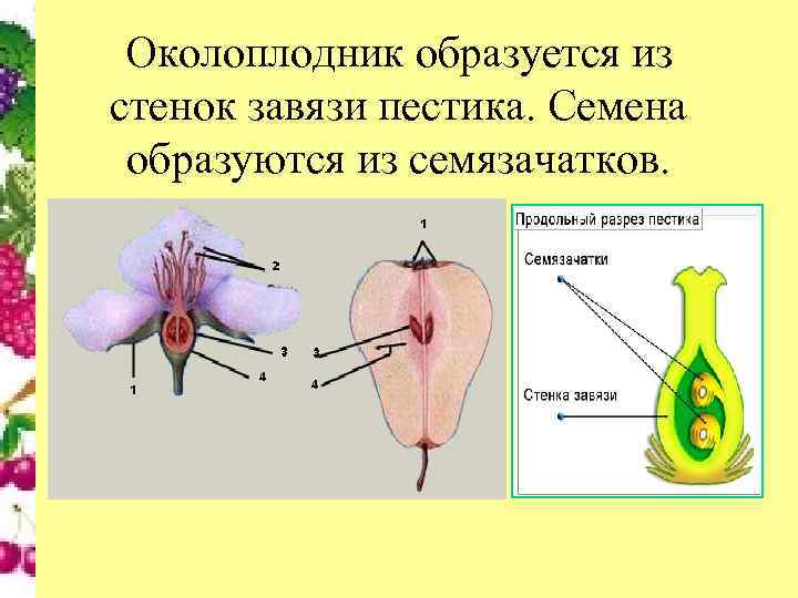 Околоплодник образуется из стенок завязи пестика. Семена образуются из семязачатков. 