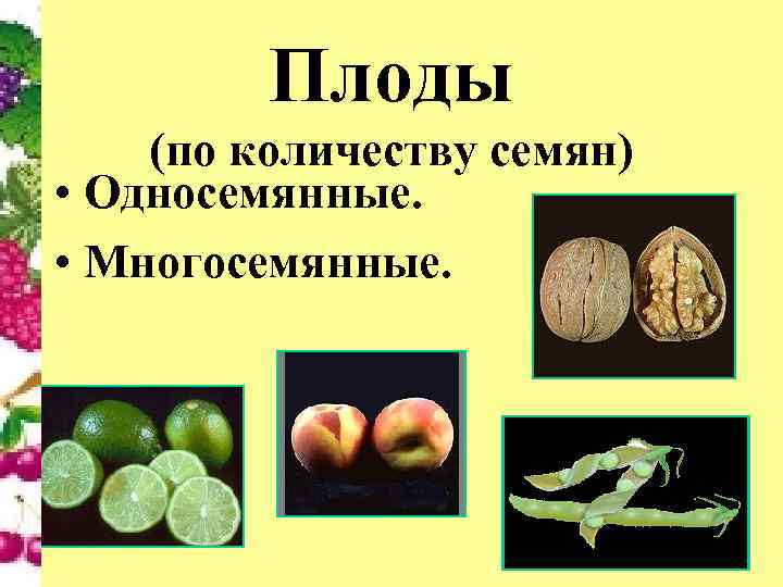 Плоды (по количеству семян) • Односемянные. • Многосемянные. 