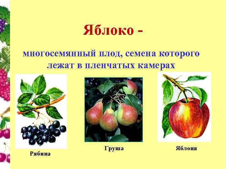 Яблоко многосемянный плод, семена которого лежат в пленчатых камерах Рябина Груша Яблоня 