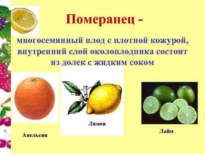Померанец многосемянный плод с плотной кожурой, внутренний слой околоплодника состоит из долек с жидким
