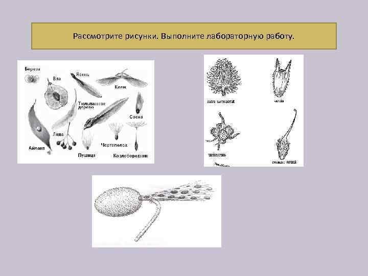 Рассмотрите рисунки. Выполните лабораторную работу. 