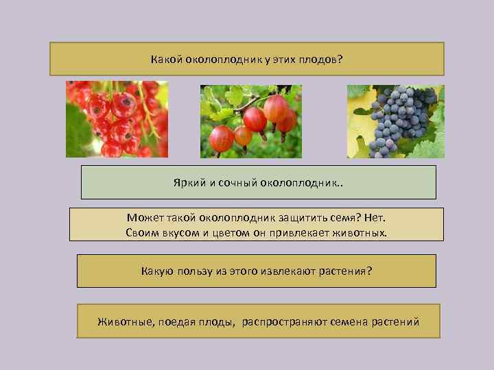 Какой околоплодник у этих плодов? Яркий и сочный околоплодник. . Может такой околоплодник защитить