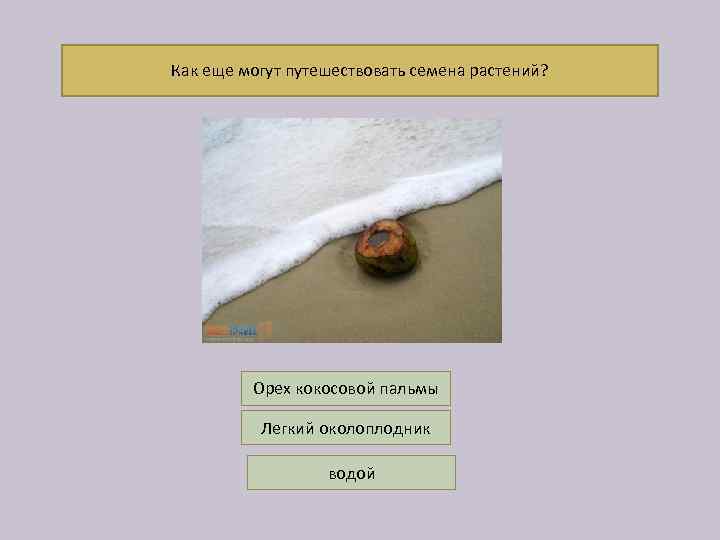 Как еще могут путешествовать семена растений? Орех кокосовой пальмы Легкий околоплодник водой 
