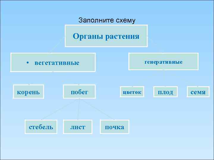 Заполните схему Органы растения генеративные • вегетативные корень стебель побег лист цветок почка плод