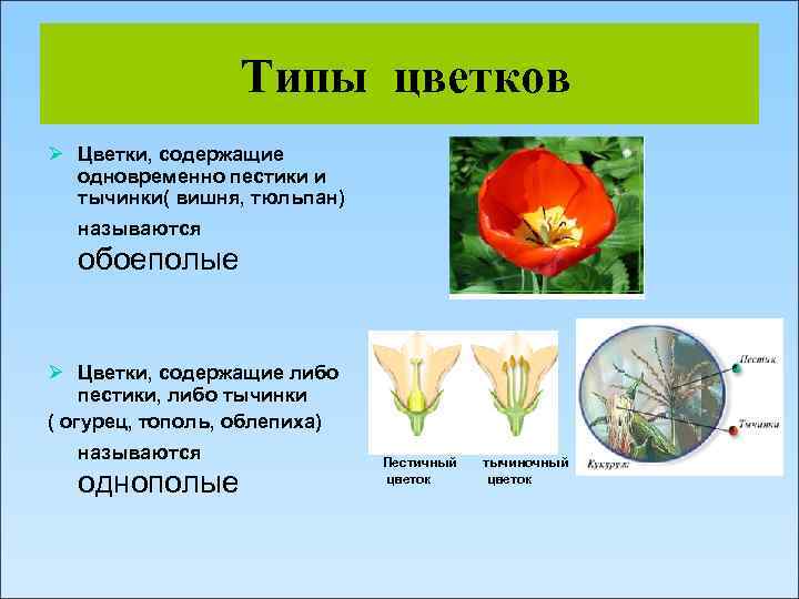 Типы цветков Ø Цветки, содержащие одновременно пестики и тычинки( вишня, тюльпан) называются обоеполые Ø