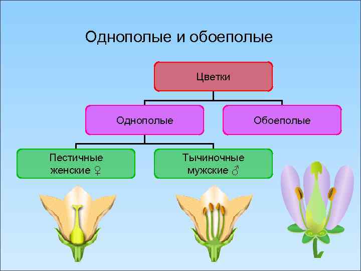 Обоеполым цветком называют. Схема обоеполого и раздельнополого цветка. Обоеполые и однополые цветки 6 класс биология. Однополые и обоеполые цветки. Цветки тычиночные, пестичные и обоеполые.