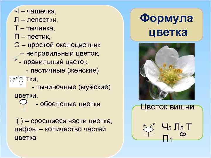  Формула цветка Цветок вишни * Ч 5 Л 5 Т П 1 8