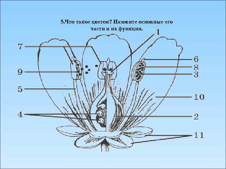 5. Что такое цветок? Назовите основные его части и их функции. 