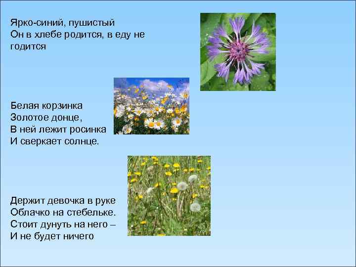 Ярко-синий, пушистый Он в хлебе родится, в еду не годится Белая корзинка Золотое донце,