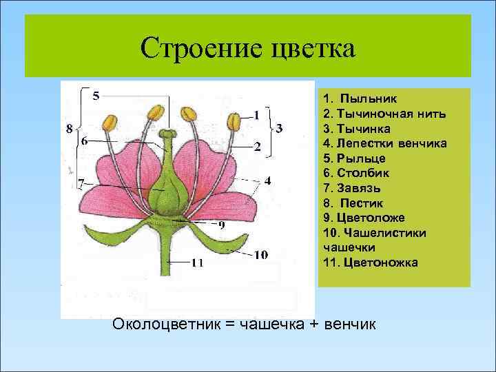 Строение цветка 1. Пыльник 2. Тычиночная нить 3. Тычинка 4. Лепестки венчика 5. Рыльце