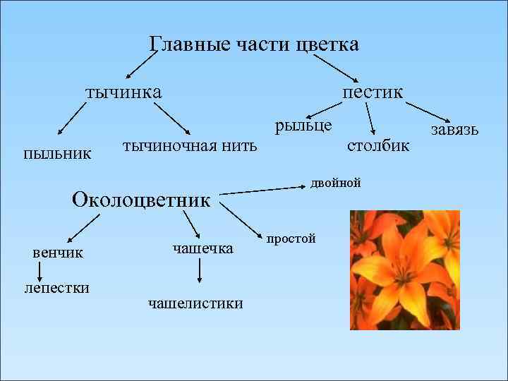 Главные части цветка тычинка пыльник пестик тычиночная нить Околоцветник венчик лепестки чашечка чашелистики рыльце