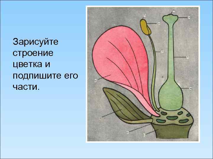 Зарисуйте строение цветка и подпишите его части. 