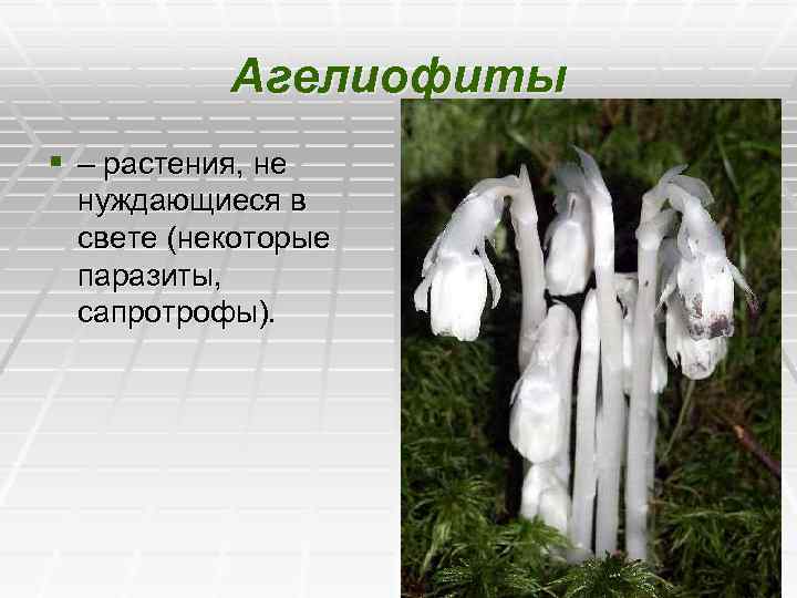 Агелиофиты § – растения, не нуждающиеся в свете (некоторые паразиты, сапротрофы). 