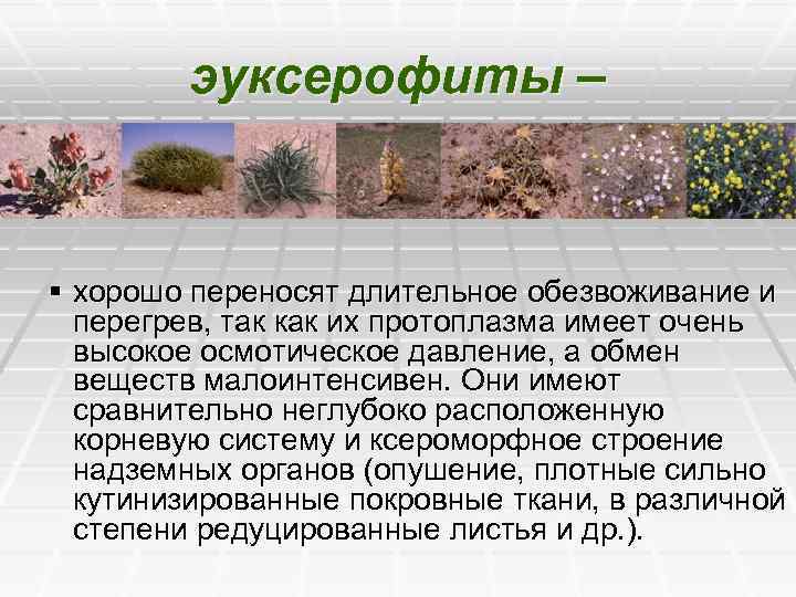 эуксерофиты – § хорошо переносят длительное обезвоживание и перегрев, так как их протоплазма имеет