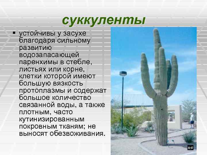 суккуленты § устойчивы у засухе благодаря сильному развитию водозапасающей паренхимы в стебле, листьях или